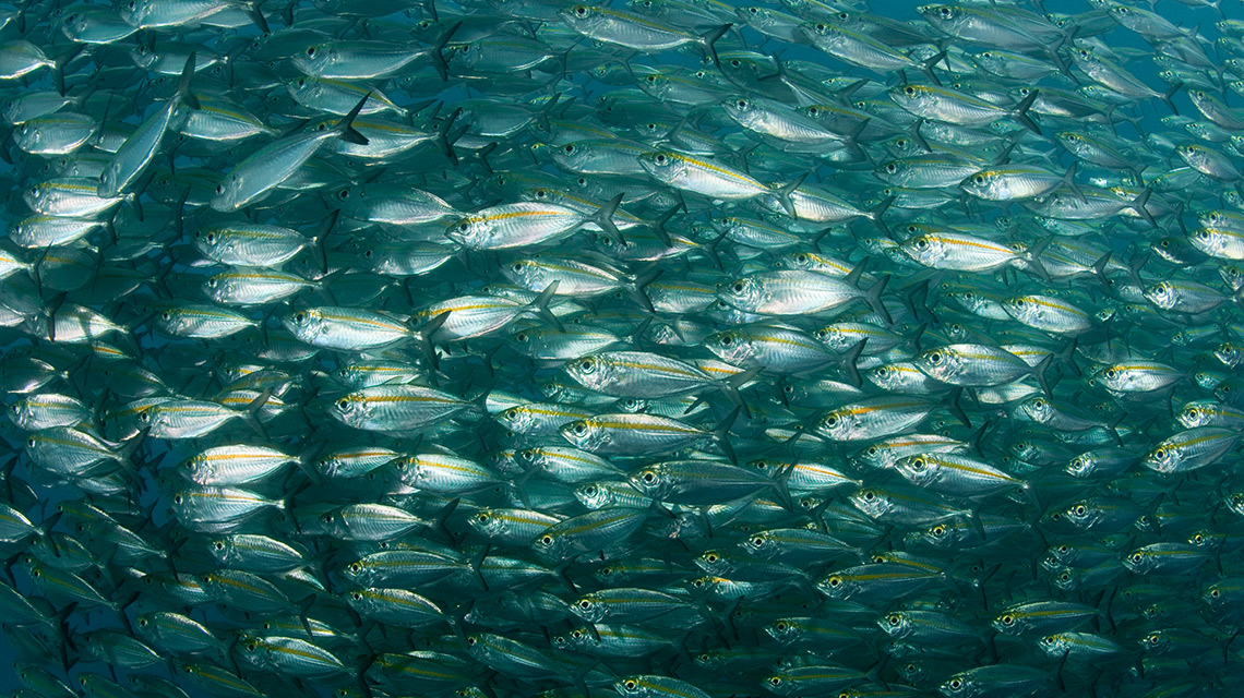 WWF, Edeka und der Fisch: Schwarm von Stachel Makrelen © Jürgen Freund