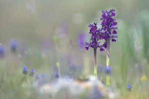 Kleines Knabenkraut: Orchidee, Italien