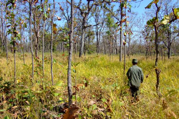 Tiere zählen: Zu Fuß durch den Trockenwald auf der Suche nach seltenen Tieren.