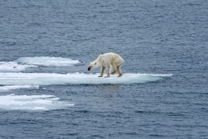 Abgemagerter Eisbär auf einer dünnen Eisscholle - Symbolbild für den Klimawandel © 2015 Kerstin Langenberger