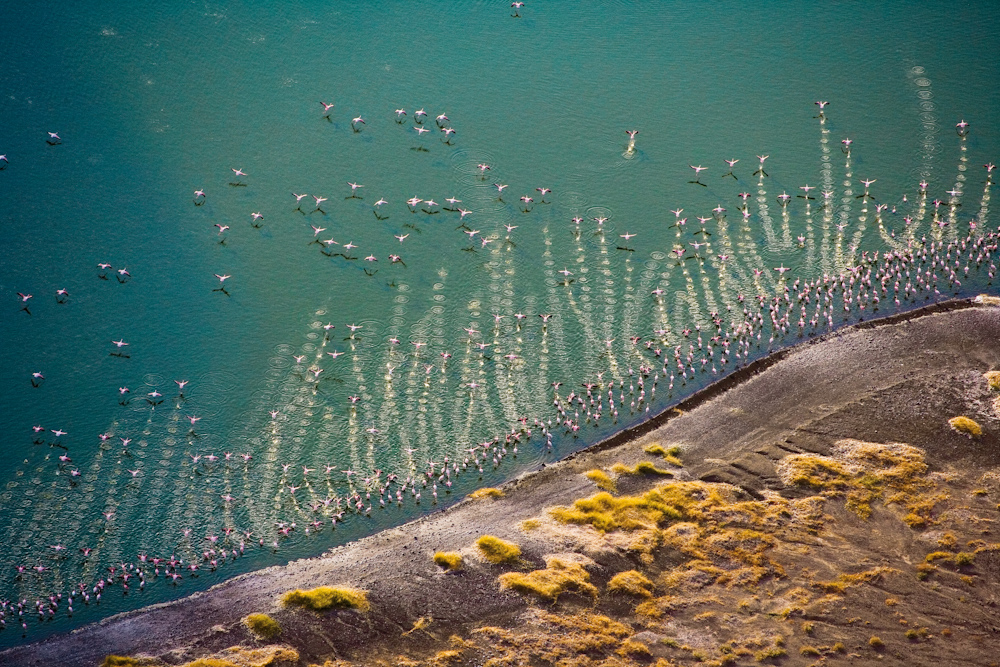 Vögel-Flamingos-Afrika-Schwarm