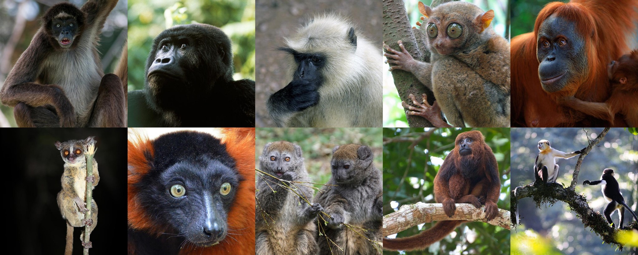 Welche Affenarten zu den bedrohtesten gehören siehst Du in unserer Fotostrecke!