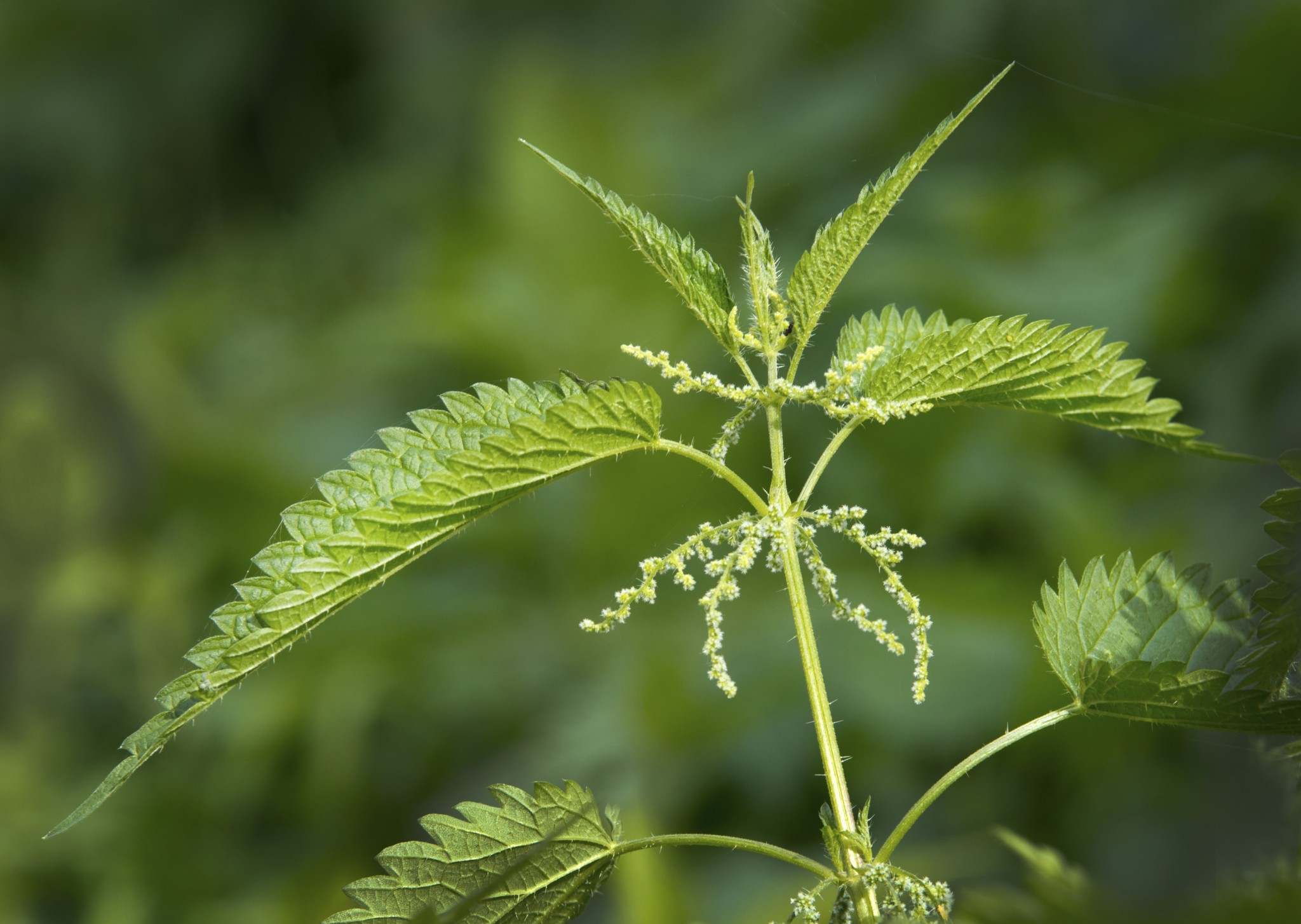 Essbare Wildkräuter sammeln wie die Brennnessel ist leicht im Freühling