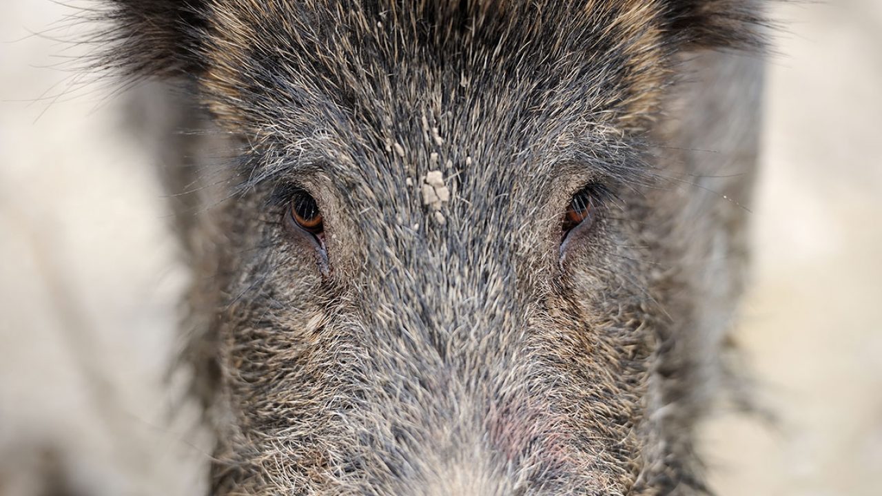 924 malvorlage wildschwein frischling  coloring and