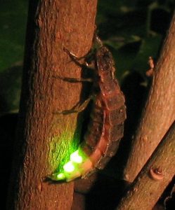 Weibliches Glühwürmchen