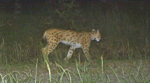 Luchs im "Bermuda-Dreieck" © Kamerafalle Luchsprojekt Bayerischer Wald