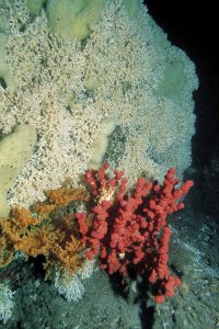 Tiefsee Korallen Lophelia pertusa und ein Seefächer (Paragorgia)