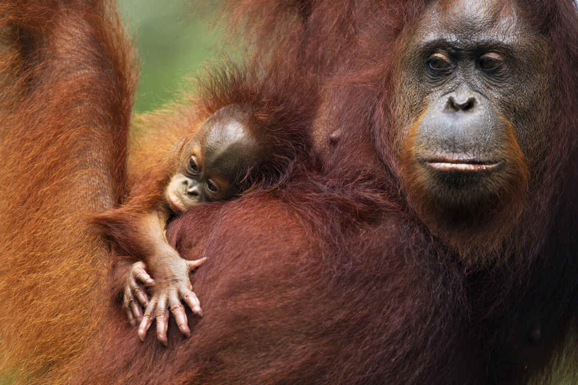 Orang-Utan auf Borneo mit Baby im Baum sitzend. Laut IUCN ist die Art starlk vom Aussterben bedroht