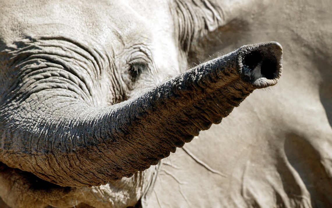 Beim Elefantenschutz kam die Cites in Südafrika voran, meint WWF Experte Arnulf köhnke