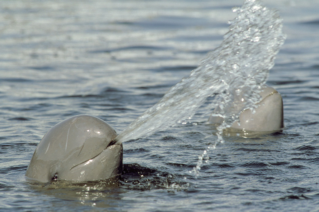 Größte Bedrohung für die Irawadi-Delfine: Stellnetz-Fischerei 