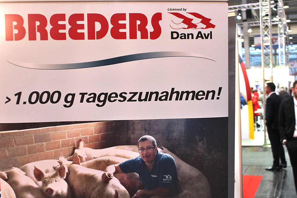 Wahnsinn im Stall: Ein Schwein, dass 1000 Gramm am Tag zunimmt. © Markus Wolter / WWF