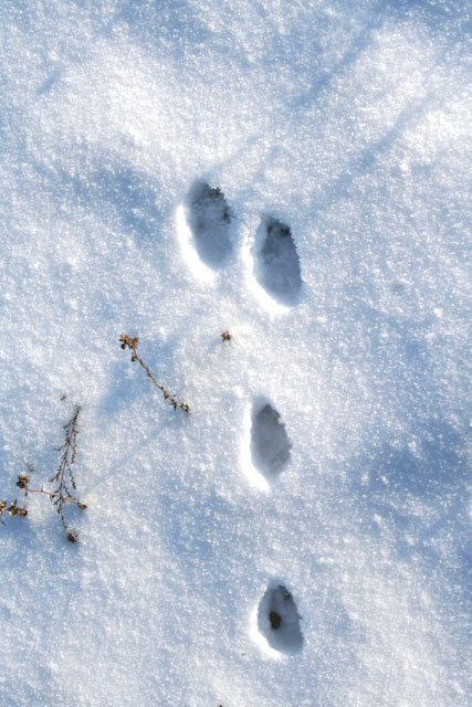 Spurenlesen: Hasenpur im Schnee