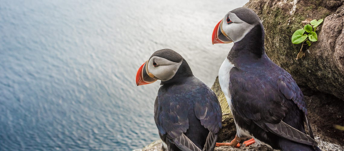 Zwei Papageitaucher schauen aufs Wasser: Durch Öl- und Gasbohrungen ist ihre Heimat, die Lofoten-Inseln in Norwegen, bedroht.