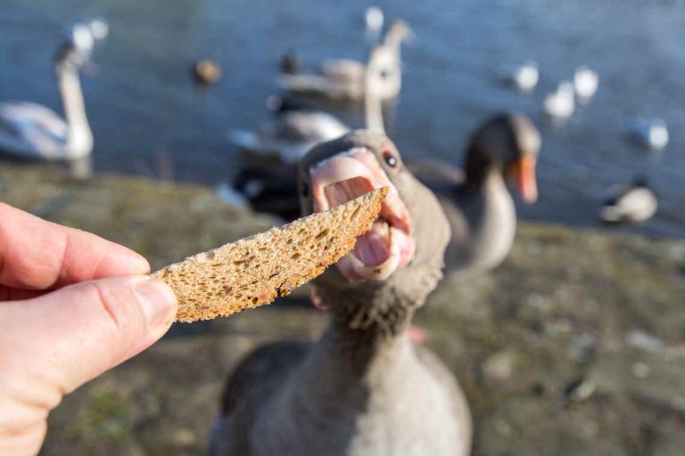 Warum man Enten nicht füttern sollte - WWF Blog