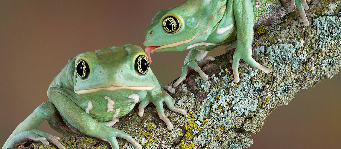 Nicht jeder hat einen Frosch, den er küssen kann © iStock / getty images
