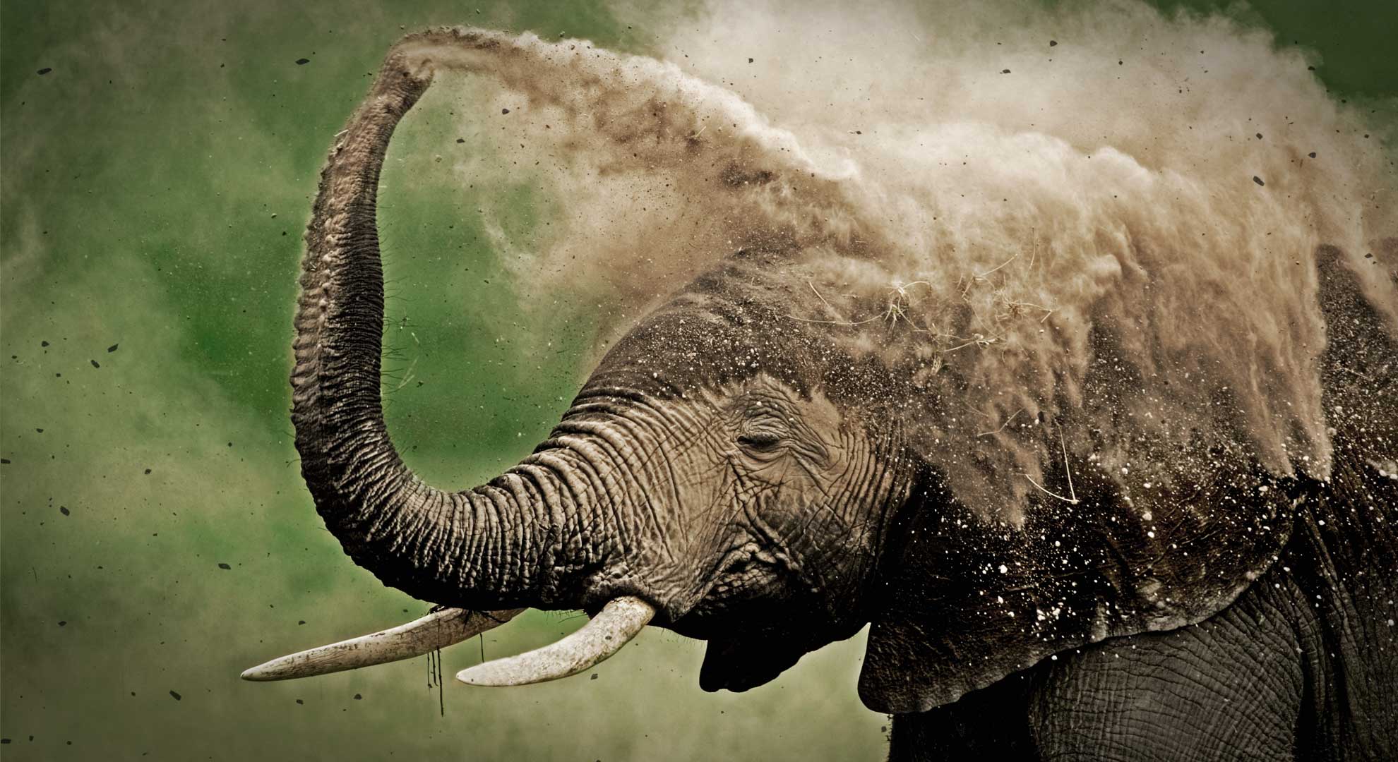 Erfolg für das Weltnaturerbe Selous – Da freut sich nicht nur der Elefant! © Martin Harvey / WWF