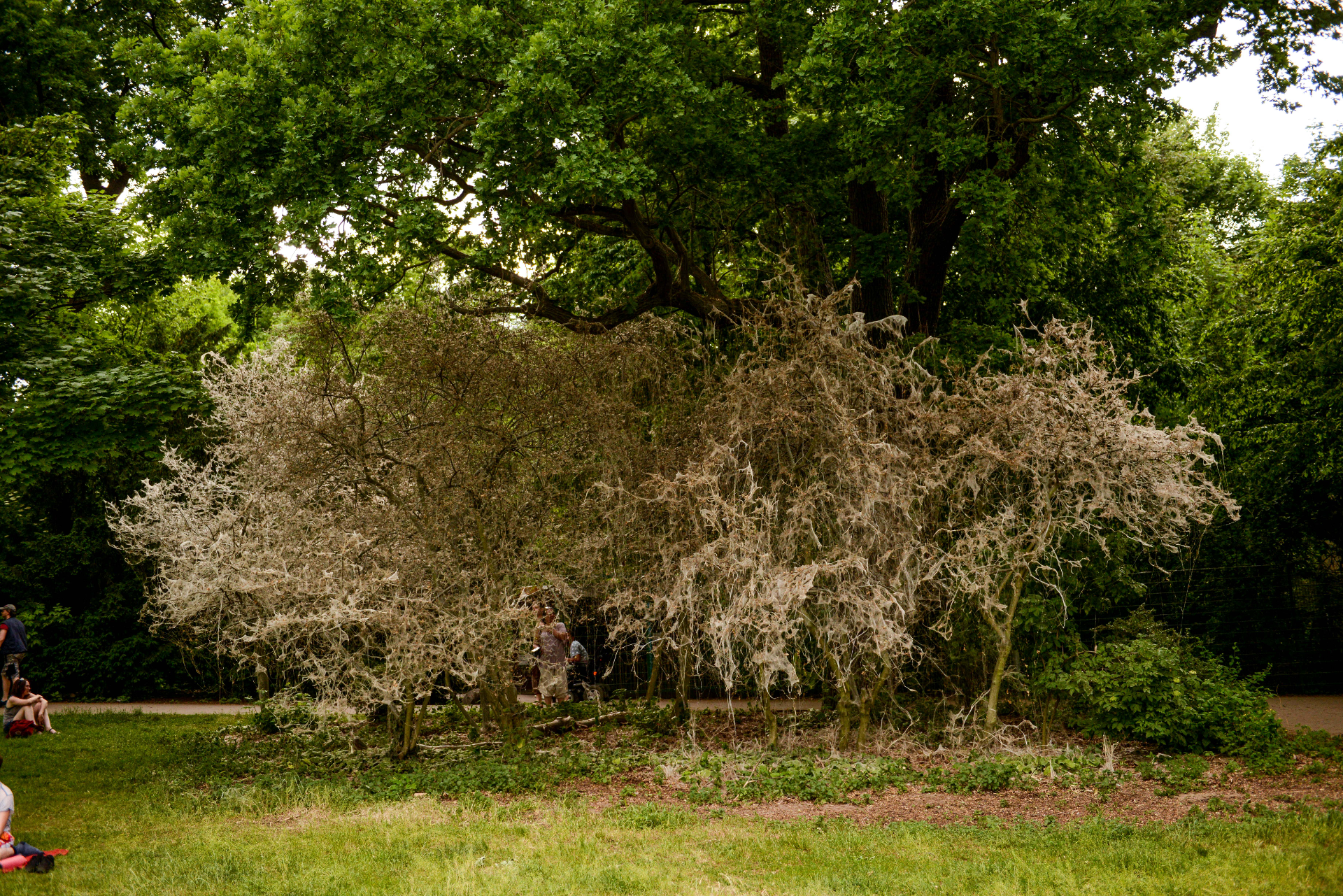 Gespinstmotten sind faszinierend: Sie weben ganze Bäume und Sträucher in einen seidenen Kokon ein. © Peter Jelinek
