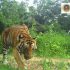 Tiger in Thailand: In die Kamerfalle getappt © Thailand Department of National Parks and Wildlife Conservation/WWF-Thailand