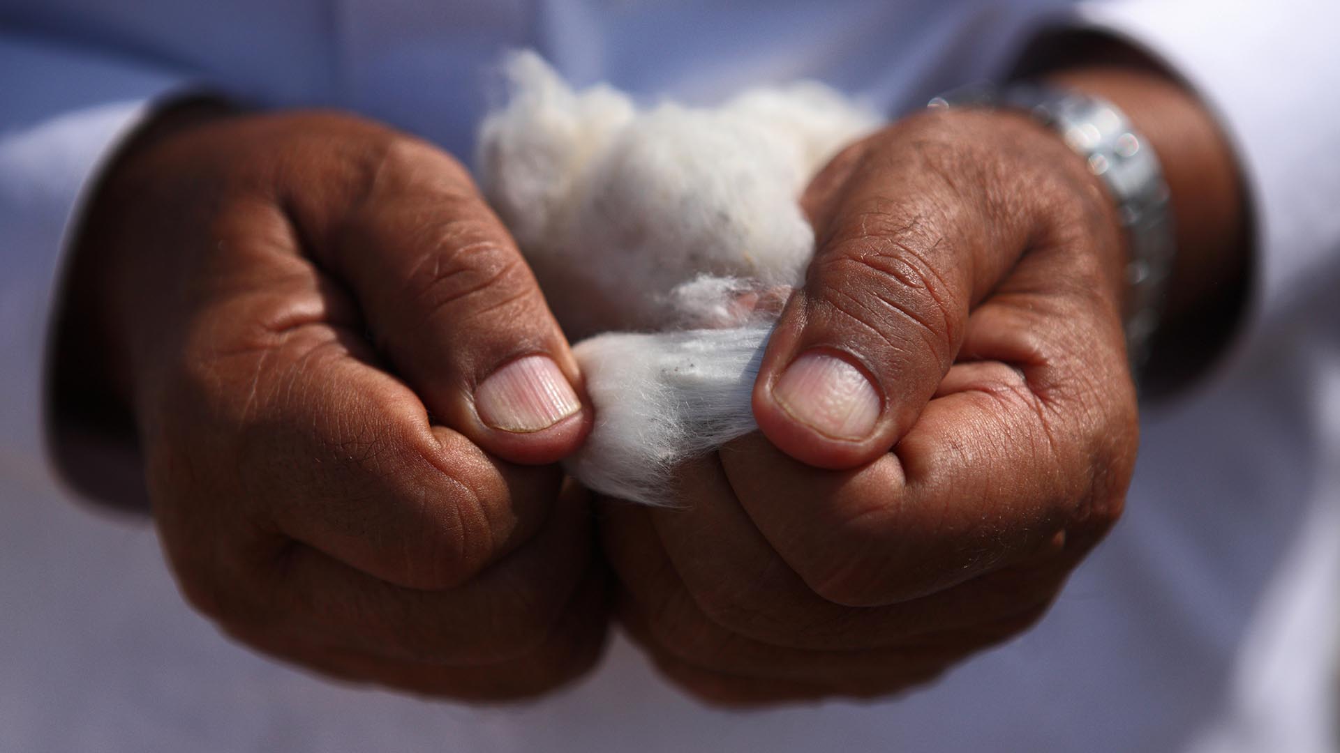 Baumwolle ist eine der wichtigsten Kulturpflanzen der Menschheit © Asim Hafeez / WWF UK