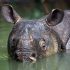 Sowohl die Java- als auch die Sumatra-Nashörner sind stark vom Aussterben bedroht © Stephen Belcher / WWF