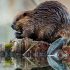 Biber im Wasser