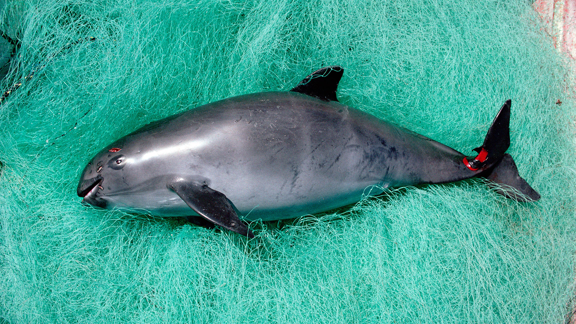 Vaquita im Netz © Flick Nicklen / Minden Pictures / WWF