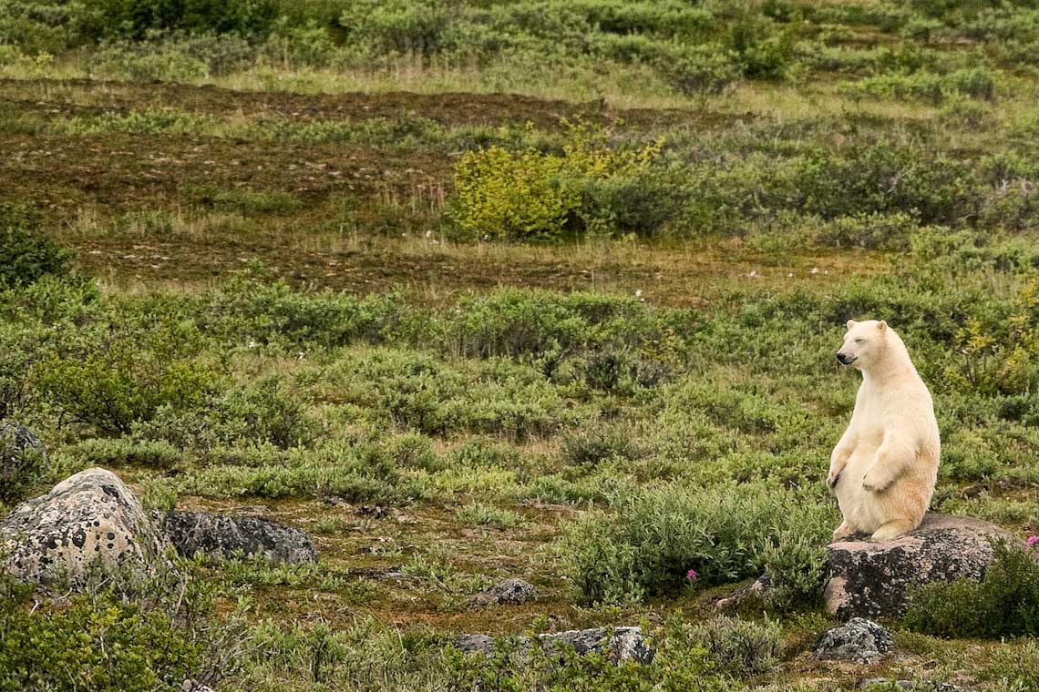 Die Klimaziele sind wichtig! Denn der Klimawandel bedroht die Eisbären: Ohne Eis in der Arktis können sie nicht überleben. © Michael Poliza / WWF