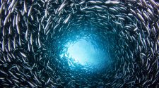 Fischfang: Schwarm bei den Galapagos Inseln. Wir brauchen mehr Schutzgebiete wie