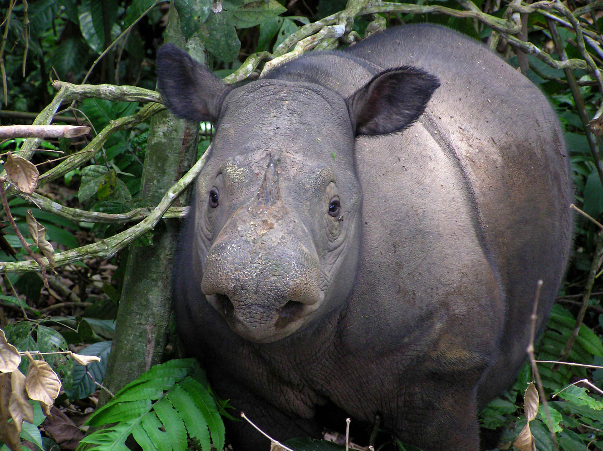 Sumatra Nashorn