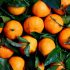 Wieviel Wasser braucht eine Orange, bis sie im Supermarkt liegt?