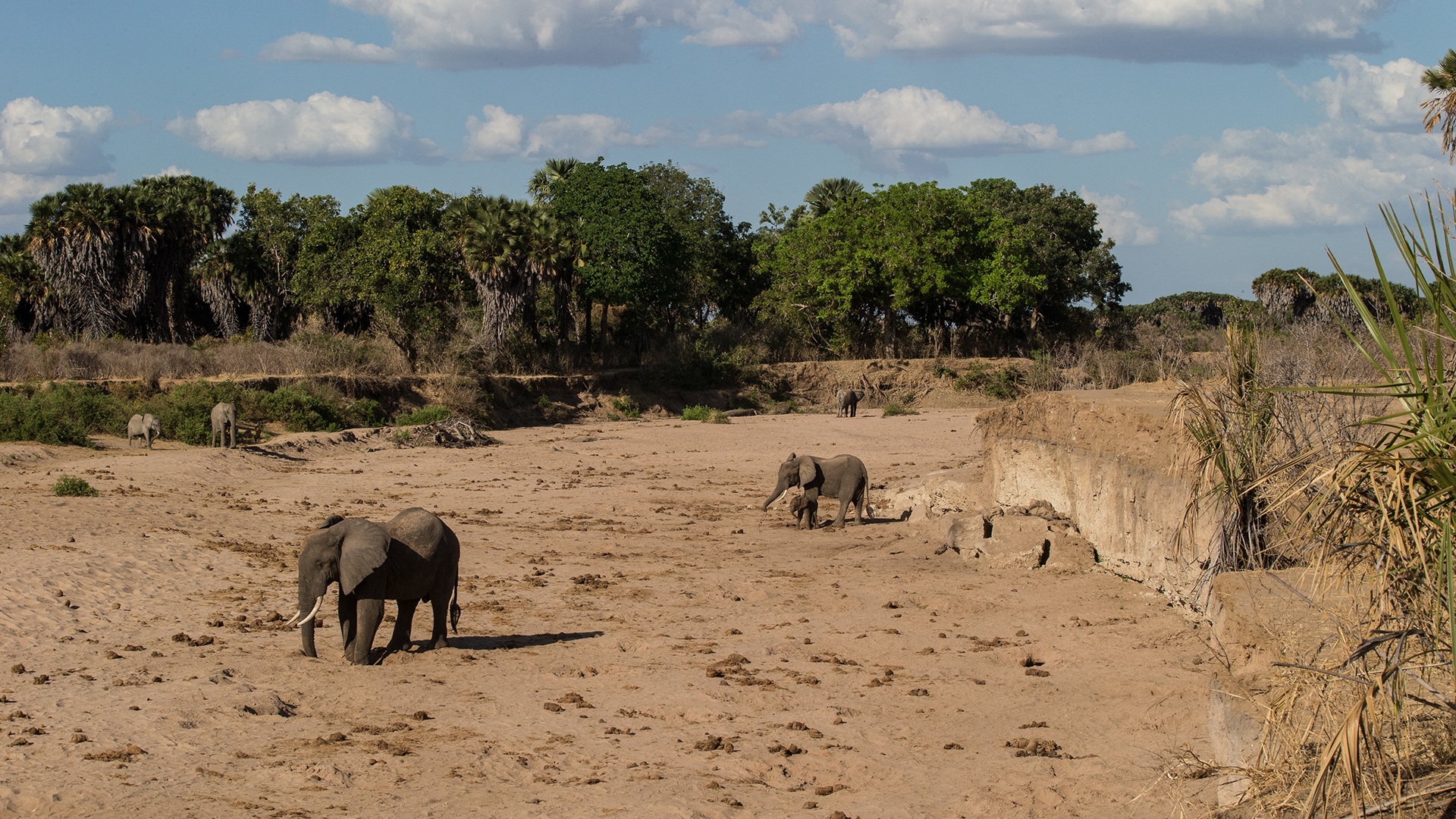 Elefanten im Sand in Selous