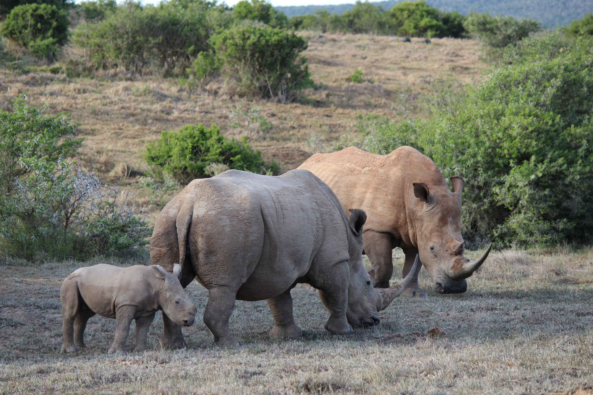 Zwei Nashörner mit ihrem Jungen in Südafrika