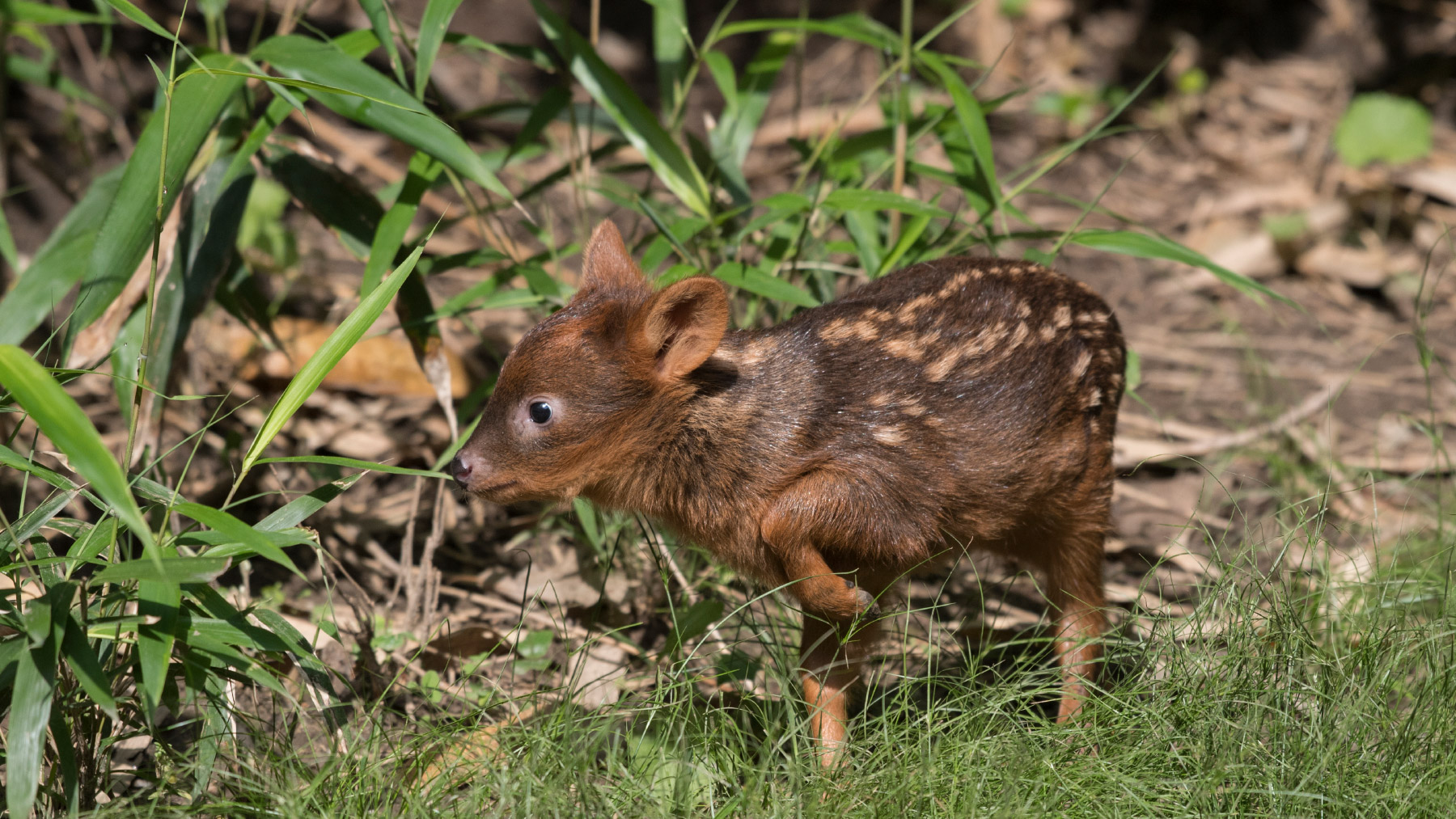 Der Pudu, der kleinste Hirsch der Welt ist, in der Páramos-Hochebene beheimatet. Julie Larsen Maher-WILDLIFE-CONSERVATION-SOCIETY / Animalpress