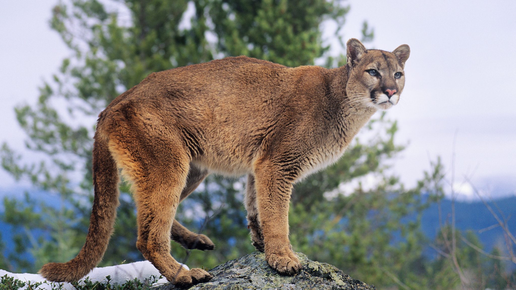 In den Hochmooren der Anden sind auch die bedrohten Pumas anzutreffen. © IPGGutenbergUKLtd / Gettyimages