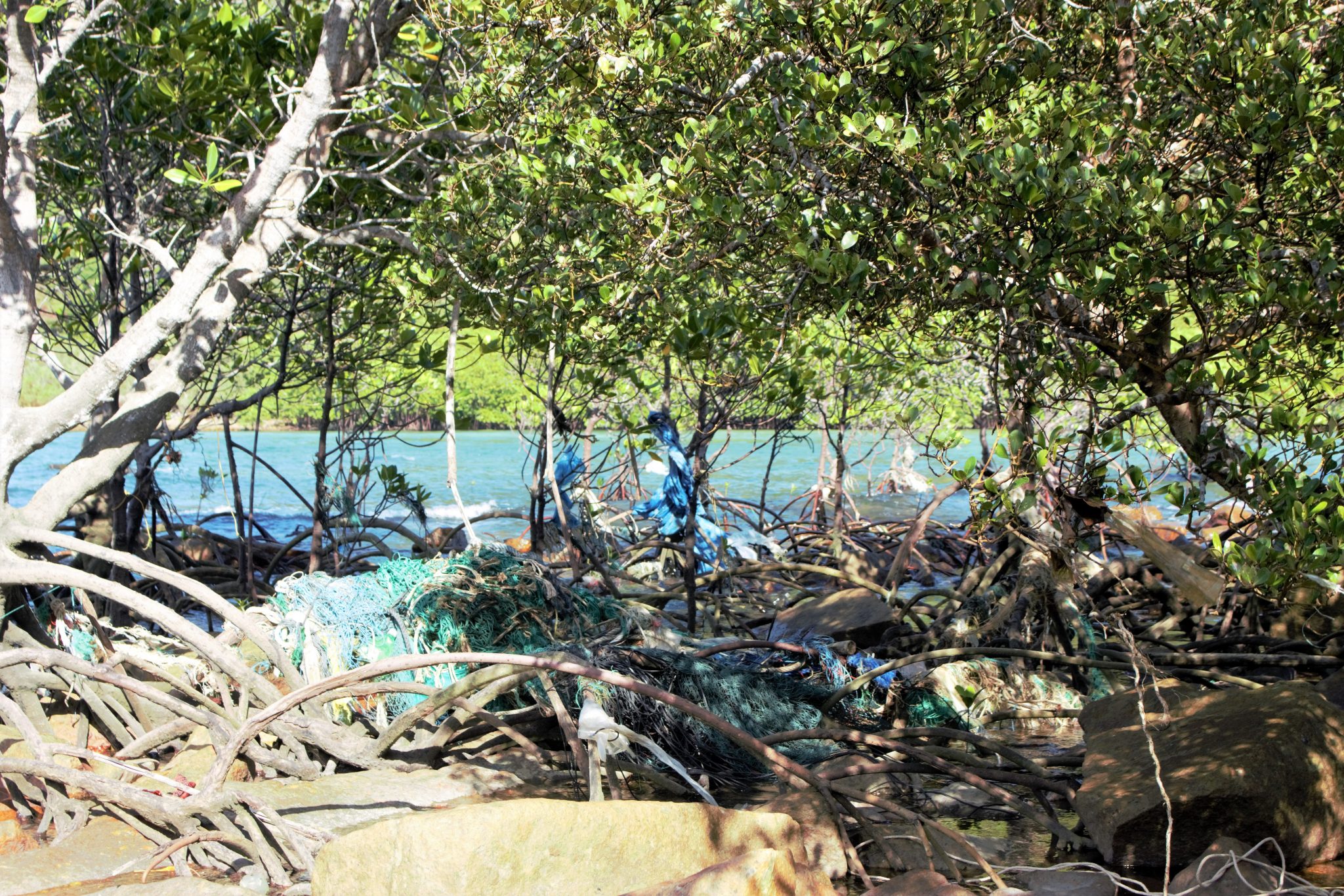 Plastikmüll Vietnam: Fischernetze, die sich in den Wurzeln der Mangroven am Nordstrand von Hon Bai Canh (Con Dao, Vietnam) verfangen haben.