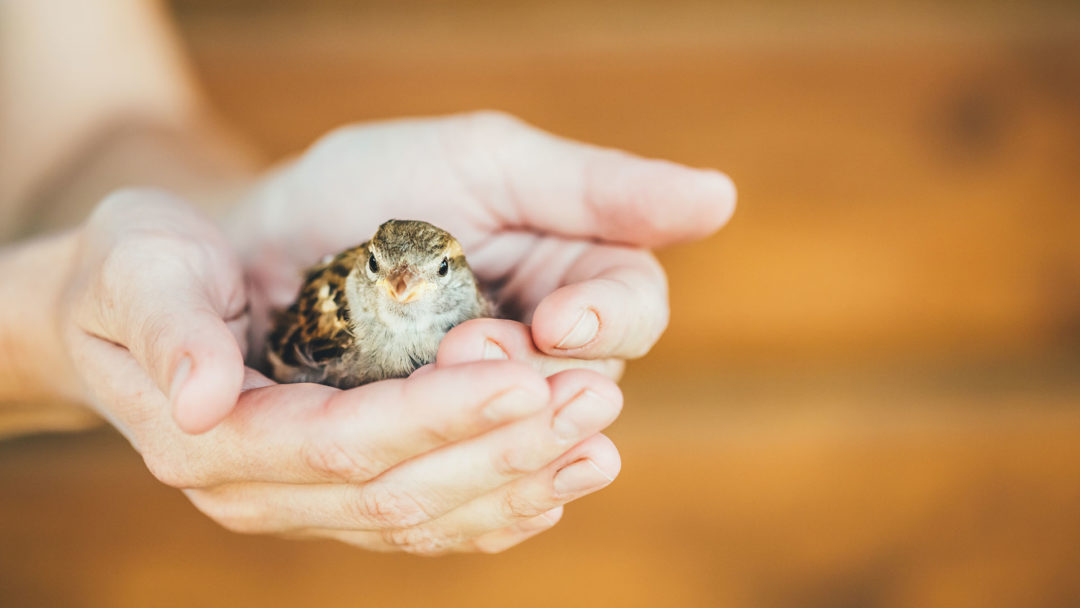 Vogel aus dem Nest gefallen Was tun? WWF Blog