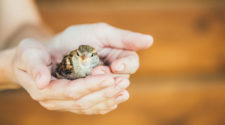 Vogel aus dem Nest gefallen: Spatz in der Hand