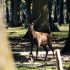 Europawahl für den Waldschutz und den Artenschutz: Hirsch im Wald