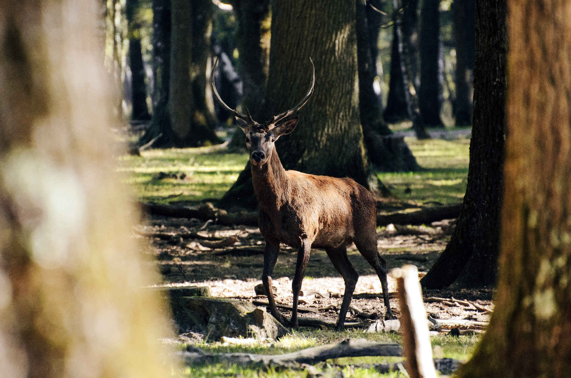 Europawahl für den Waldschutz und den Artenschutz: Hirsch im Wald