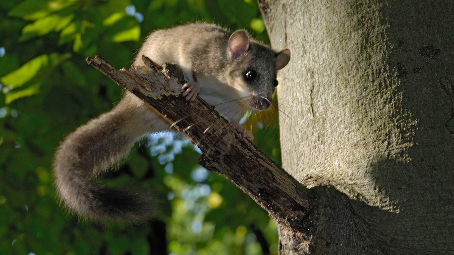 Klimakrise: Der Siebenschläfer wacht zu früh aufWacht zu früh auf
