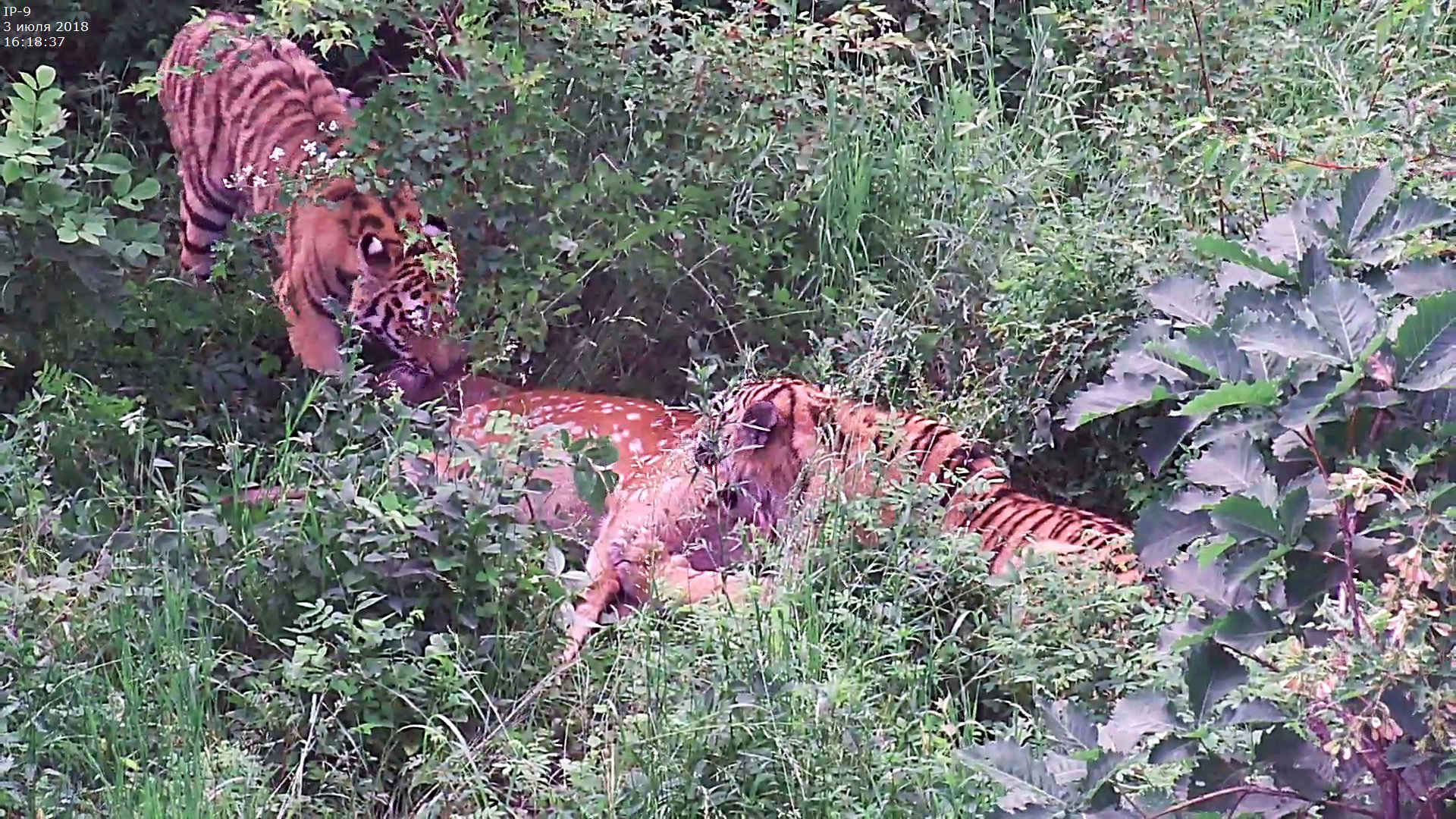 Tiger in Russland: Kamerafallenbild der beiden jungen Amur-Tiger beim Erlegen eines Hirsches im Tigr Rehab Center