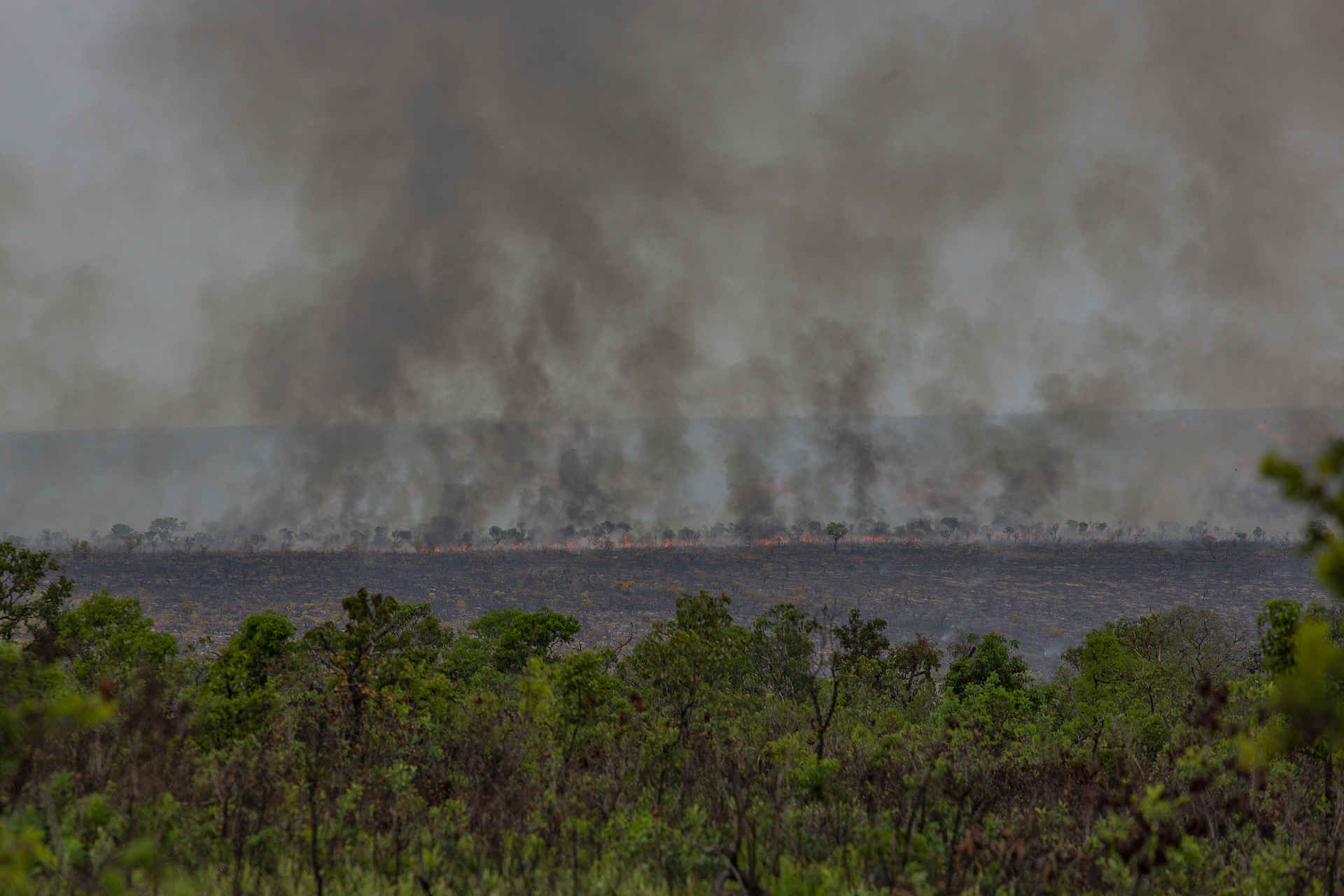 Cerrado: Brandrodung für Soja