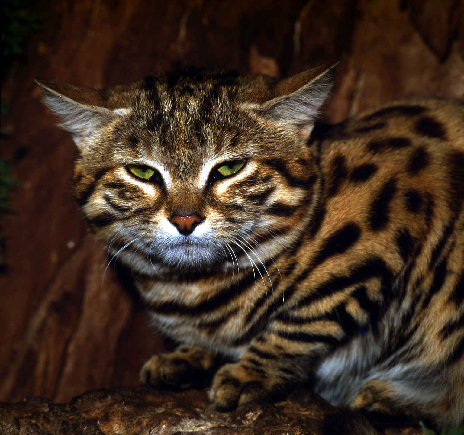 Wilde Katzen: Schwarzfußkatze