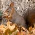 Eichhörnchen brauchen viel Futter - gerade im Herbst