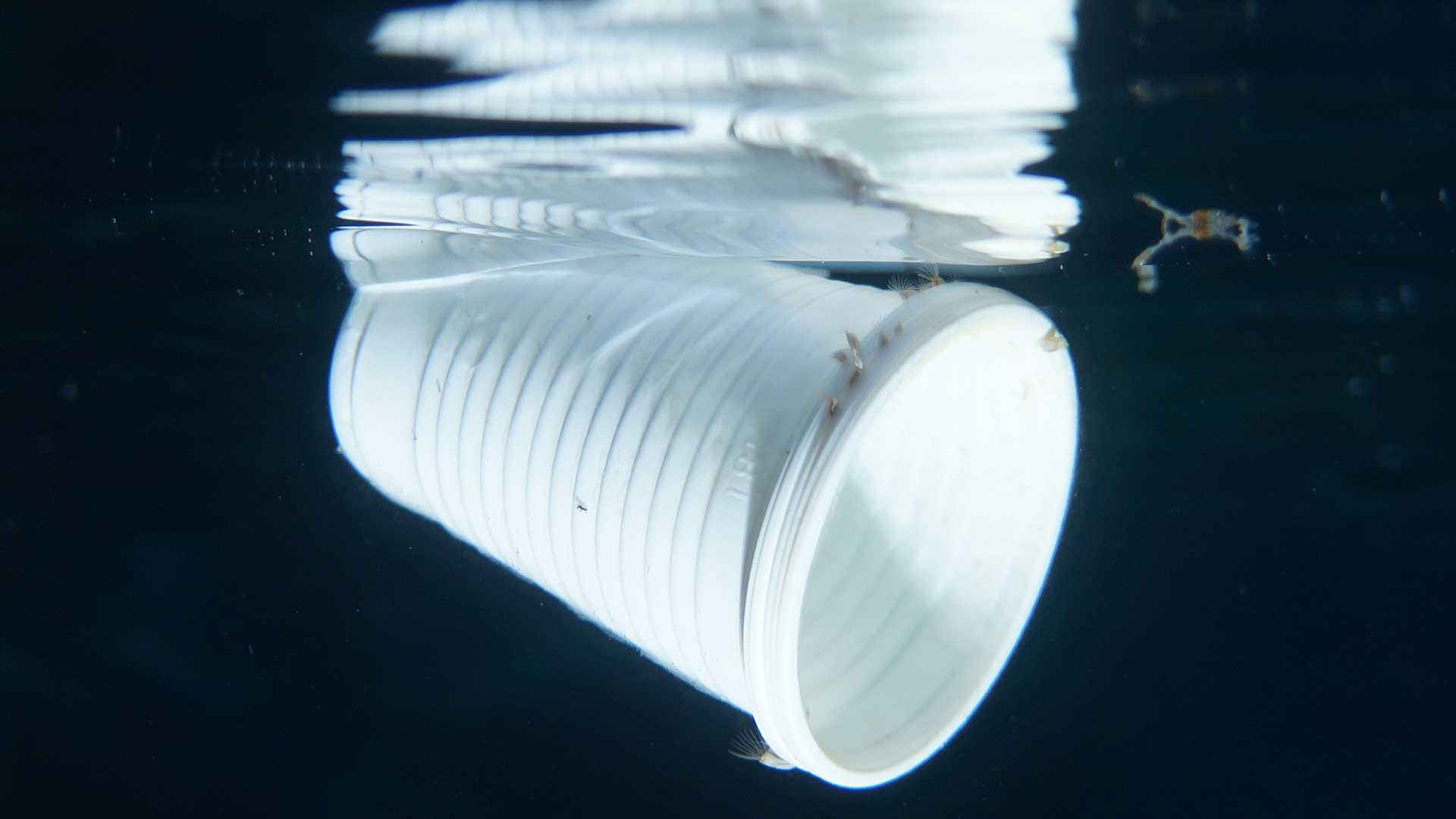 Plastik: Becher schwimmt im Wasser