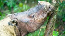 Eines der letzten Fotos: Das letzte Sumatra-Nashorn in Malaysia ist gestorben.