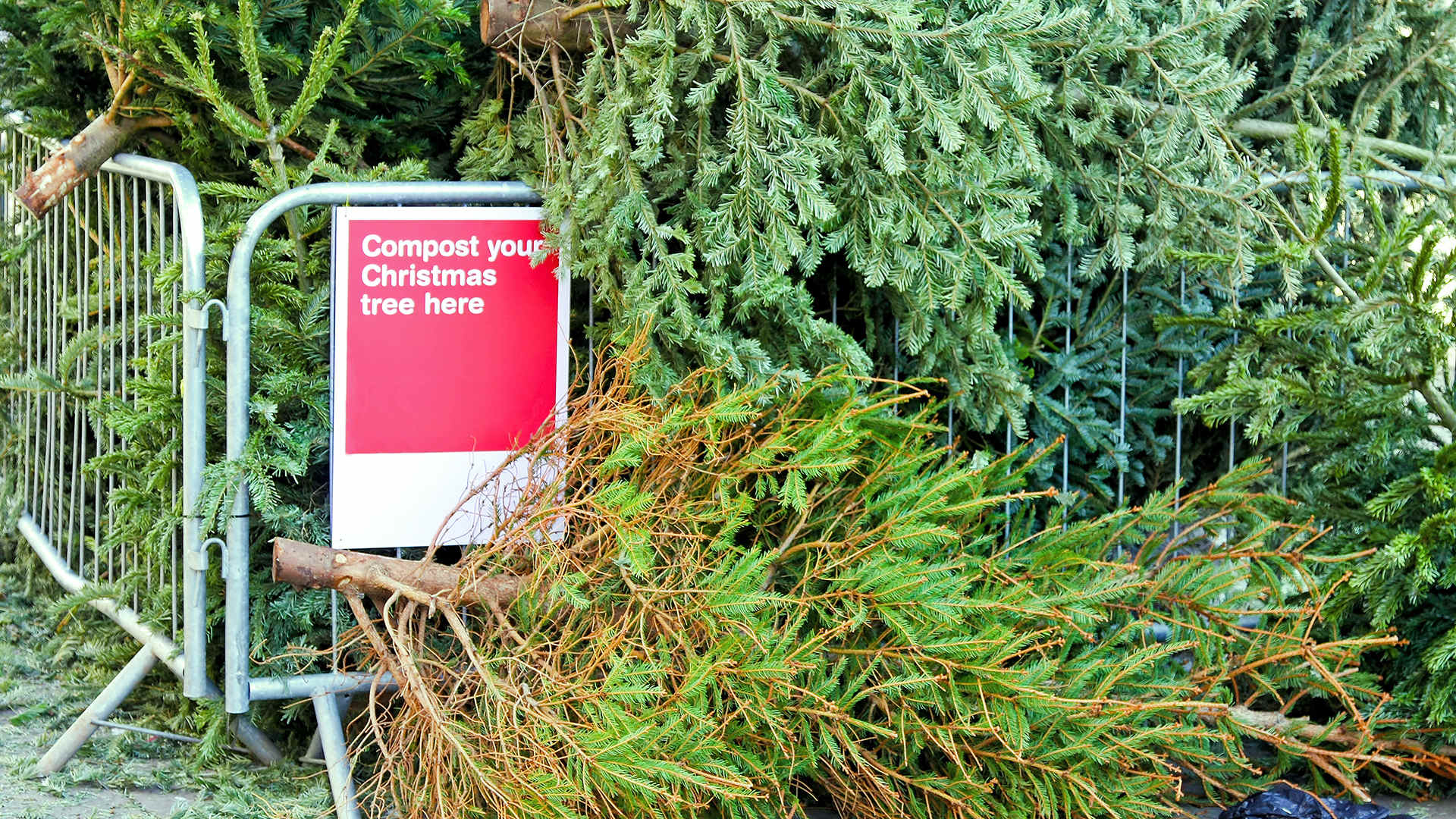 Was ist die Alternative zu diesen weggeworfenen Weihnachtsbäumen?