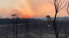 Tiere in Australien: Ein Kookaburra Vogel schaut auf einen verbrannten Wald