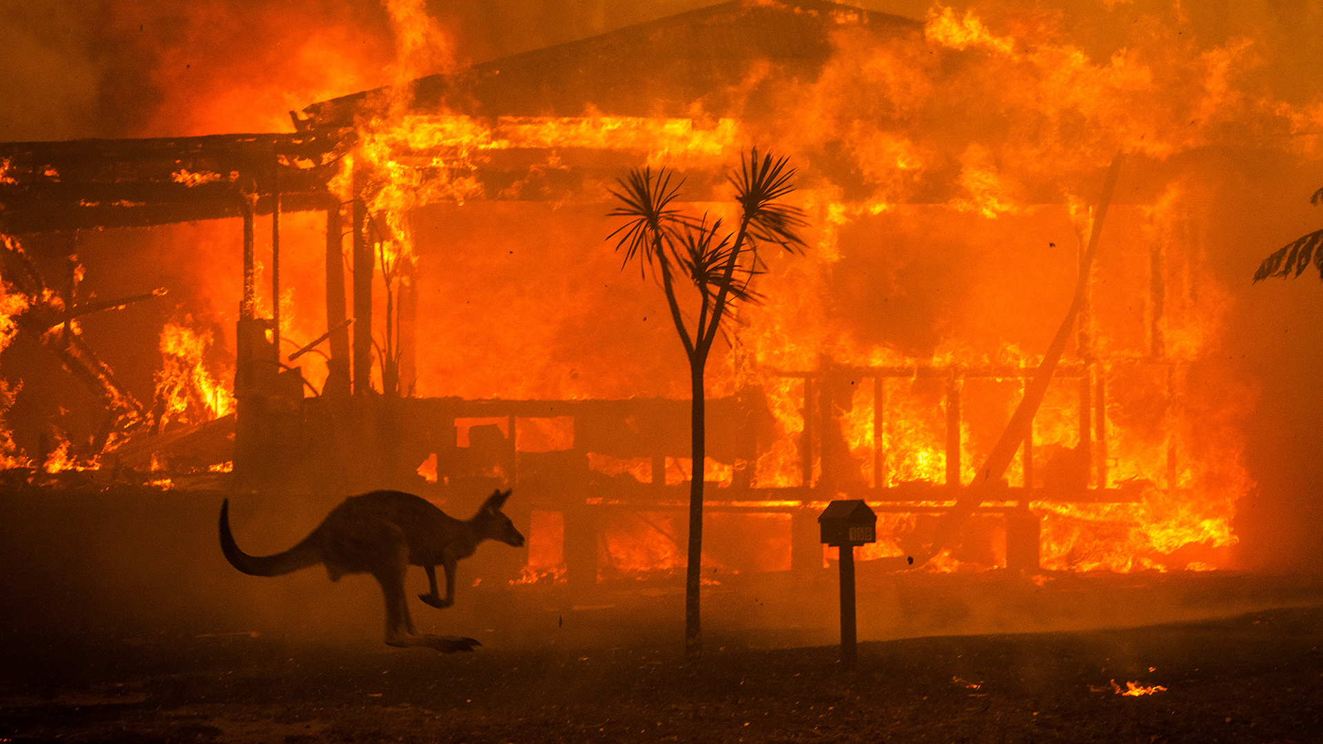 Dramatische Bilder: Die Feuer in Australien sind außer Kontrolle. © Matthew Abbott / WWF-Australia / Panos