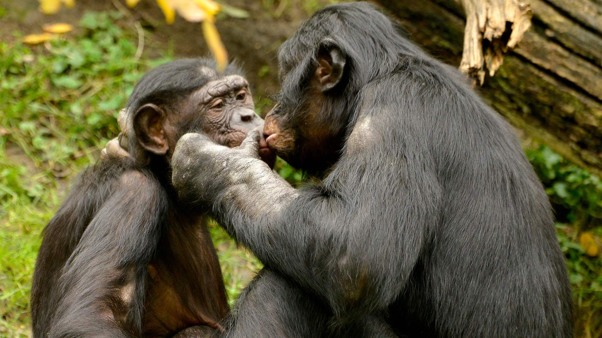 Sex, Bonobos, Kongo: Ein Kuss